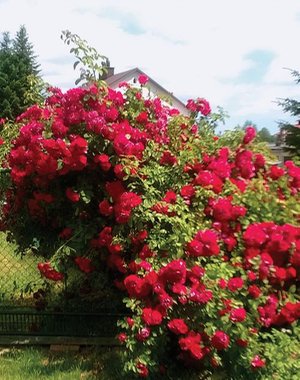 Przymrużając oczy – ebook