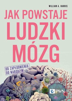 Jak powstaje ludzki mózg Od zapłodnienia do narodzin – ebook