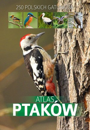 Atlas ptaków – ebook