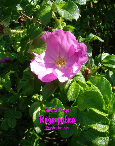 ebooki: Róża polna – ebooki